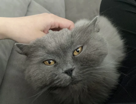 British Longhair Balımm 2 Yaşında