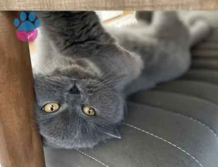 British Longhair Balımm 2 Yaşında
