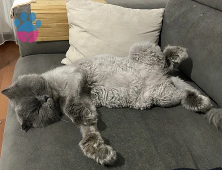 British Longhair Balımm 2 Yaşında