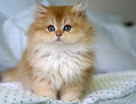 British Longhair Erkek 2 Aylık Yavrumuz