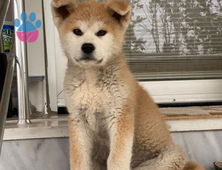 Japon Akita Bebekler