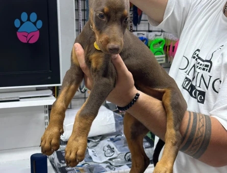 Doberman Yavrularımız 2 Aylıklar