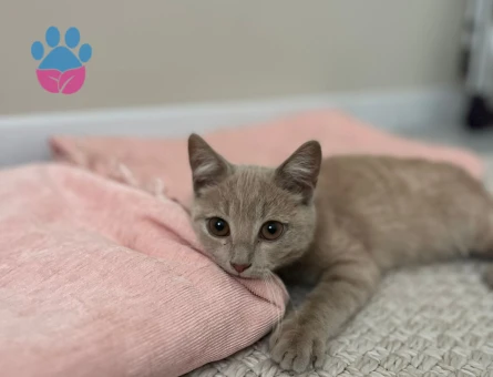 Yavru Erkek Kedi Ücretsiz Sahiplendirme