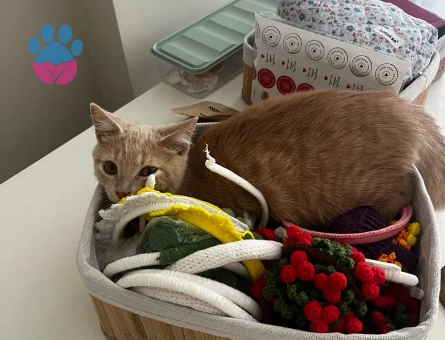 Yavru Erkek Kedi Ücretsiz Sahiplendirme