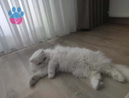 Cins kendimize sahip arıyorm 1 Yaşında
