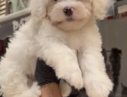 Maltese Terrier 2 Aylık Bebek Yavrular - 5326