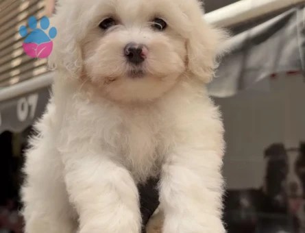 Maltese Terrier 2 Aylık Bebek Yavrular