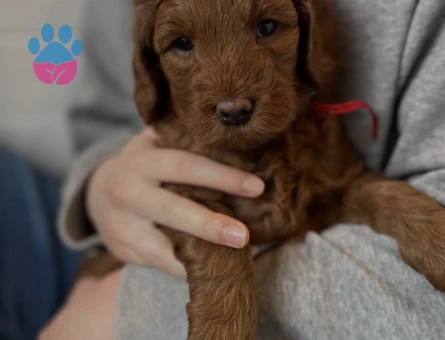 SAFKAN KIZIL MALTİPOO YAVRULARI - 5332