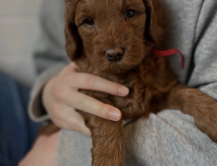 SAFKAN KIZIL MALTİPOO YAVRULARI - 5332