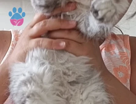 British Longhair kırması 3 Aylık