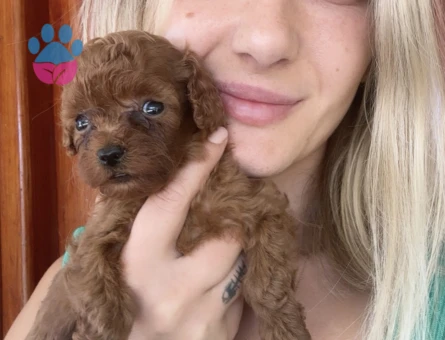Toy poodle Bebeklerimiz