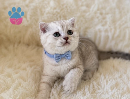 Scottish Fold Erkek Silver Renk Yavrumuz