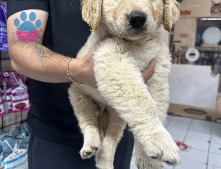 Golden Retriever 3 Aylık Yuva Arıyor