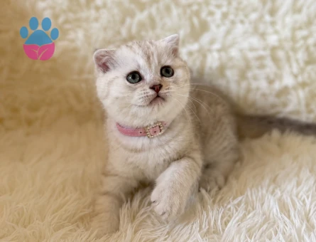 Scottish Fold Lynx Point Dişi Yavrumuz - 5352