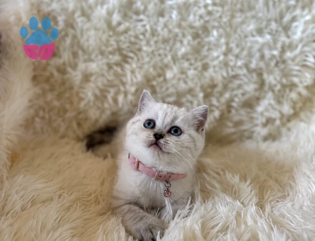 British Shorthair Lynx Point Dişi Bebeğimiz - 5353