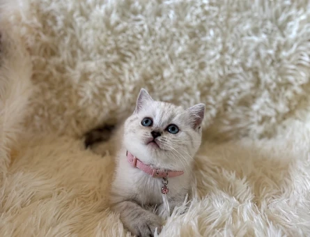 British Shorthair Lynx Point Dişi Bebeğimiz - 5353