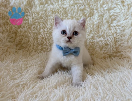 British Shorthair Blue Point Erkek Yavrumuz - 5354