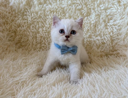British Shorthair Blue Point Erkek Yavrumuz - 5354