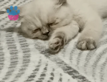 British Shorthair 2 Aylık Yuva Arıyor