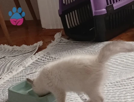 British Shorthair 2 Aylık Yuva Arıyor