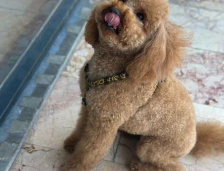 Toy Poodle 3 Yaşında Eş Arıyor Kızgınlıkta - 118984526