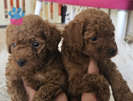 Toy Poodle 2 Aylık Yuva Arıyor