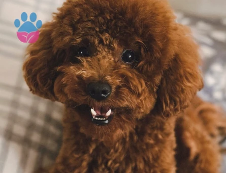 Toy Poodle 2 Aylık Yuva Arıyor