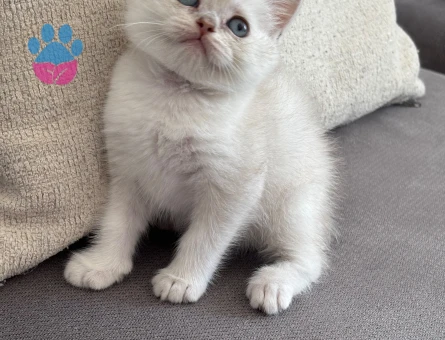 8 haftalık british shorthair dişi yavrumuz yuva arıyor