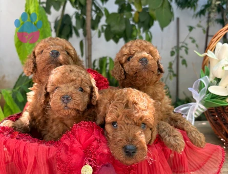 Toy Poodle yavruları - 5365