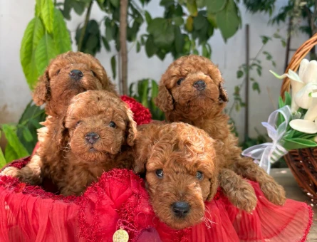 Toy Poodle yavruları - 5365