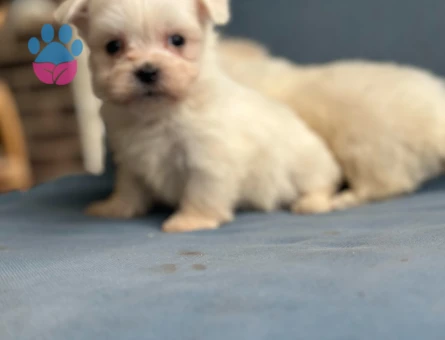 Teacup Maltese Yavrular