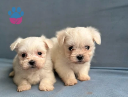 Teacup Maltese Yavrular - 5366