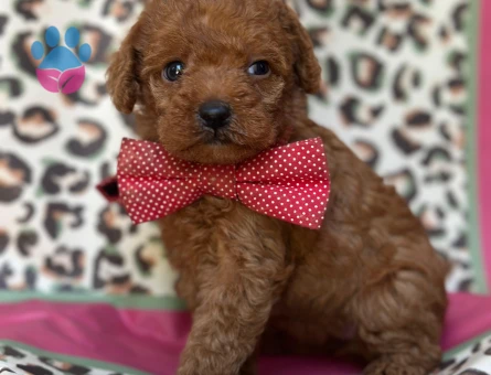 Toy Poodle Yavrular - 5367
