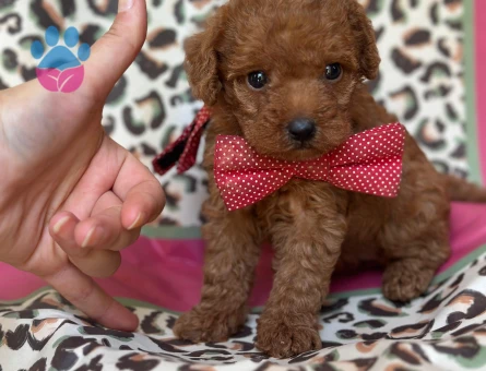 Toy Poodle Yavrular