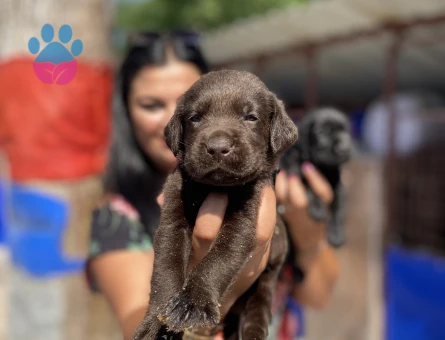 Safkan çikolata labrador yavrularım