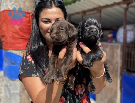 Safkan çikolata labrador yavrularım