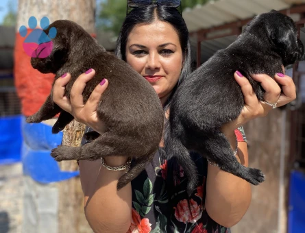 Safkan çikolata labrador yavrularım