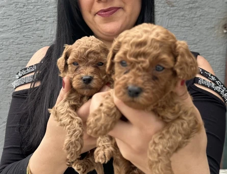 Mükemmel toy poodle yavrularım - 5372