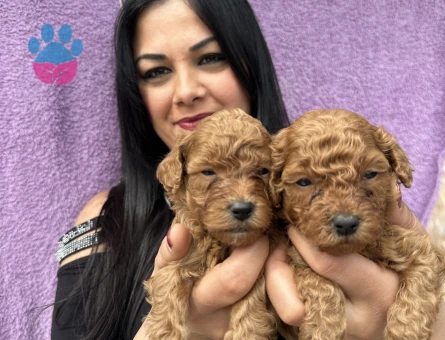 Mükemmel toy poodle yavrularım