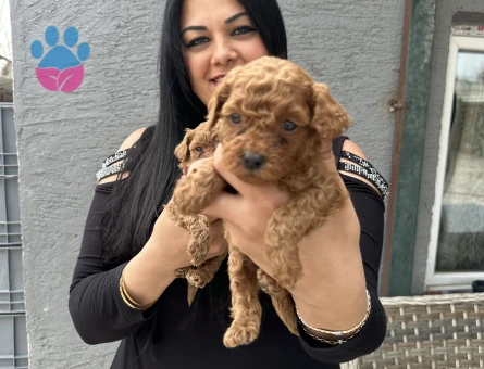 Mükemmel toy poodle yavrularım