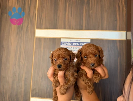 Toy poodle ıslak burun yavrular - 5373