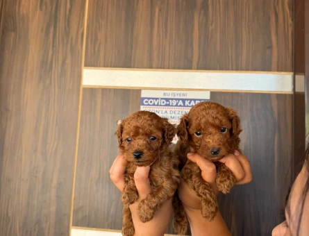 Toy poodle ıslak burun yavrular - 5373