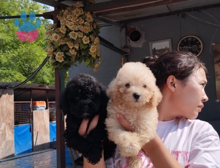 Toy poodle ıslak burun yavrular