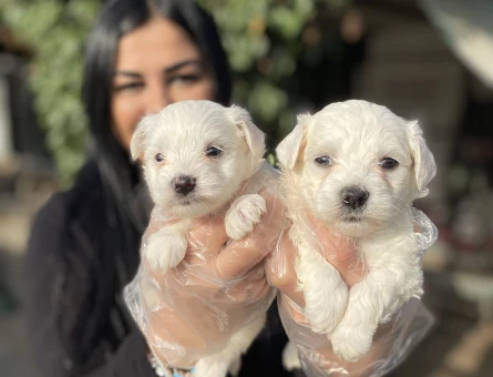 Mükkemmel maltese terrier yavrularımız - 5374