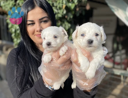 Mükkemmel maltese terrier yavrularımız