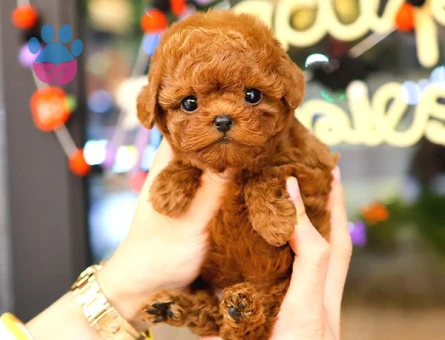 TOY POODLE YAVRULARIM - 5376