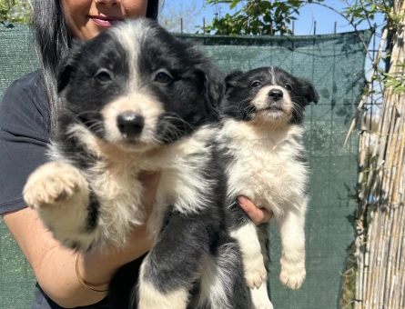Safkan zeka küpü border collie yavrularım - 5377