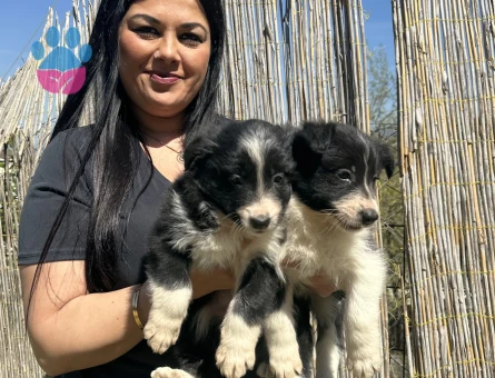 Safkan zeka küpü border collie yavrularım