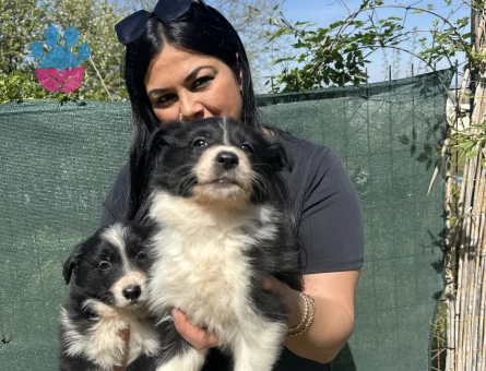 Safkan zeka küpü border collie yavrularım
