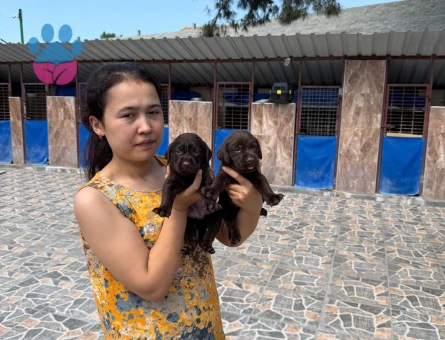 Labrador Yavrularımız 2 Aylık Teslime Hazır - 5379